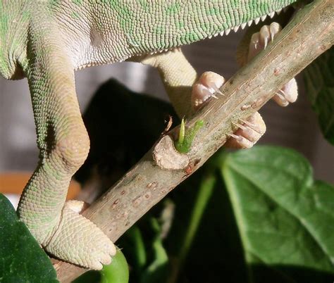 Chameleon feet | Flickr - Photo Sharing!