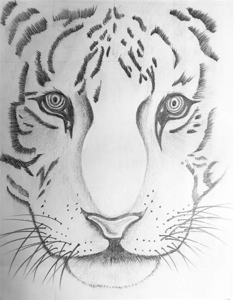 Easy pencil sketch | Animal sketches easy, Easy animal drawings, Sketches