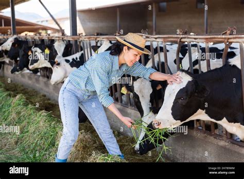 Female farmer feeds cows with grass in cowshed of dairy farm Stock Photo - Alamy