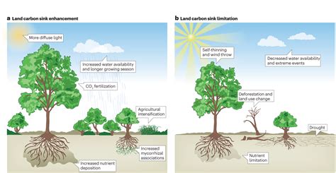 Quantifying the strength of the land carbon sink | UC Berkeley Rausser College of Natural Resources