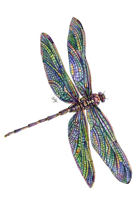 Dragonfly Illustration | Dragonfly drawing, Color pencil art, Nature ...