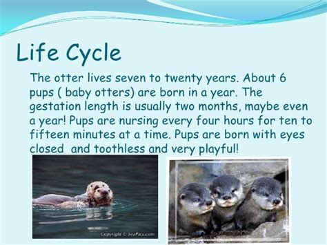 River Otter Life Cycle