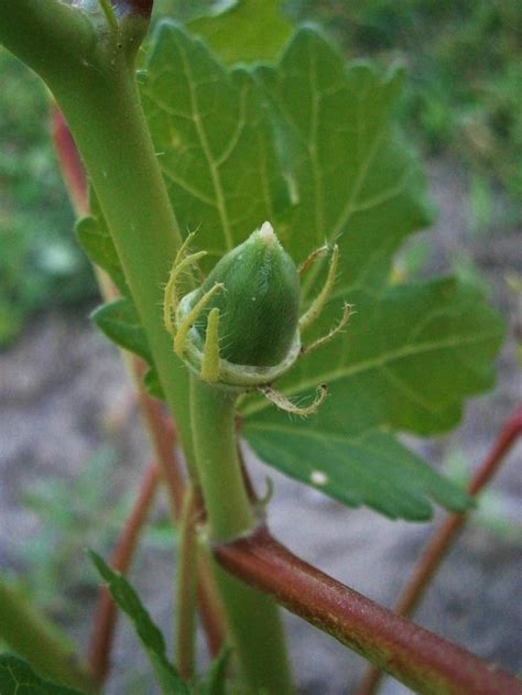 Okra: Plant Care and Collection of Varieties - Garden.org