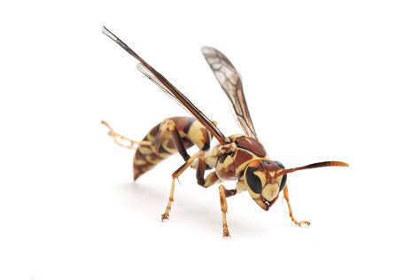 Paper Wasps – Pest Control - ClearDefense Pest Control