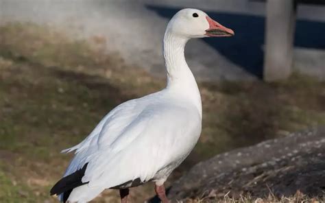 Snow Goose: History, Facts, Size, Habitat, Classification & Much More ...