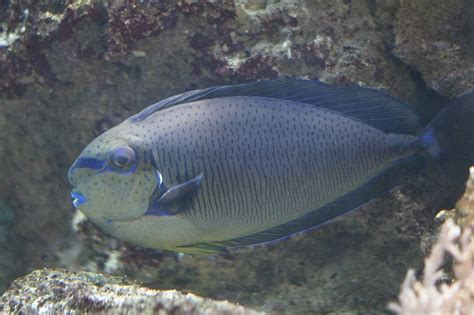 HD wallpaper: saltwater tang fish, Triggerfish, Aquarium, water creature, underwater world ...