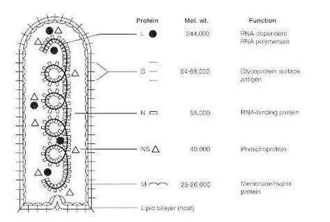 Rabies Virus Structure - Rabies Virus information