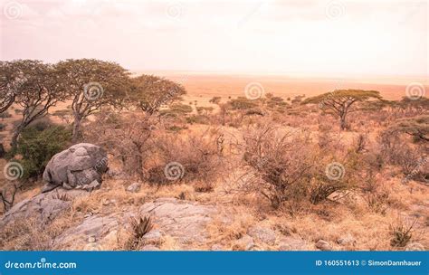 Panorama View To the Beautiful Bush Savannah of Serengeti at Sunset, Tanzania - Safari in ...