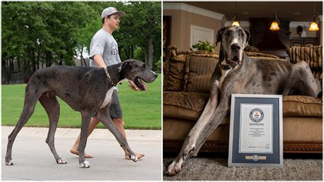 World’s tallest dog confirmed as Zeus the Great Dane | Guinness World ...