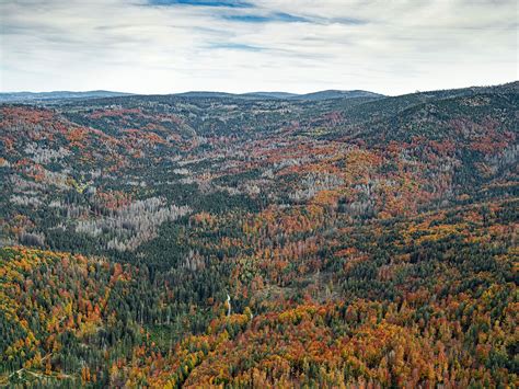 Bavarian Forest on Behance