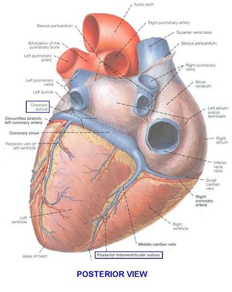 Coronary Sulcus and Interventricular Sulcus in Heart Anatomy