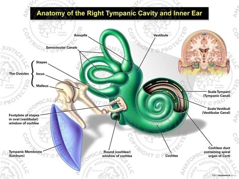 Anatomy of the Right Tympanic Cavity and Inner Ear