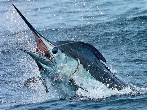 The Importance of Estimating a Sport Fish's Size and Weight | Marlin