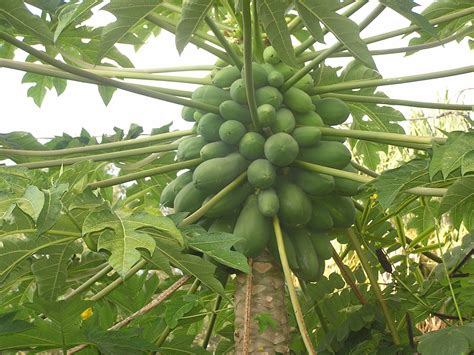 John Starnes' Urban Farm: My biggest papaya plant is out by the street ...