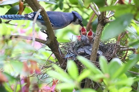 Blue Jay Nesting Platform