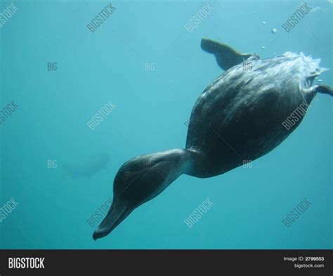 Underwater Duck Image & Photo | Bigstock