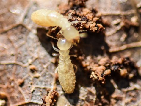 Subterranean Termites: Damage, Prevention, & Control: NPMA