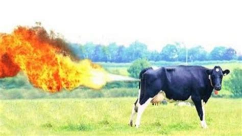 Saving the World One Cow Fart at a Time – Lift'N'Balance