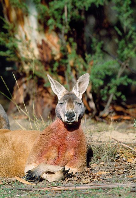 red kangaroo - Animal Stock Photos - Kimballstock