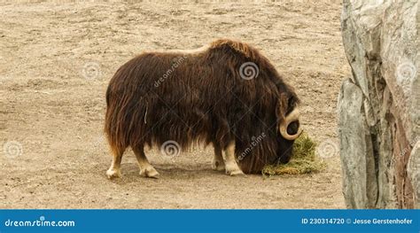 Yak at the zoo stock photo. Image of horn, cattle, mammal - 230314720