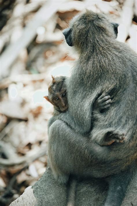 Gray Monkeys · Free Stock Photo