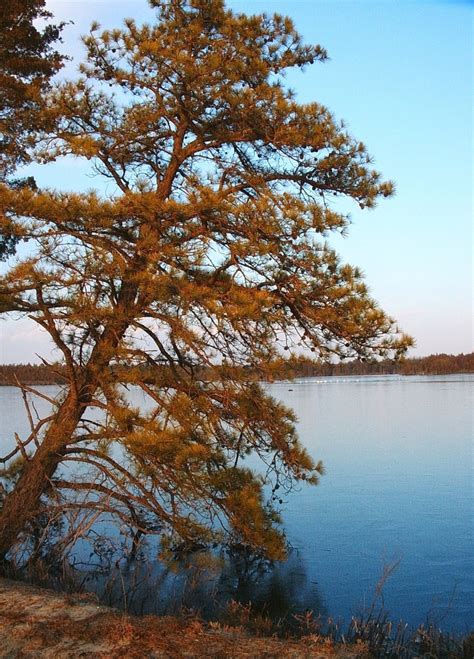 Pitch Pine (Pinus rigida)