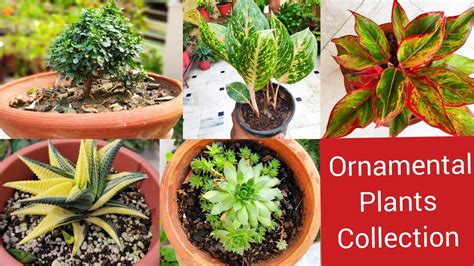 Collection of my ornamental indoor plants with names, May month shade loving plants garden ...