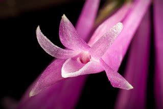 [Quezon, Luzon, Philippines] Dendrobium stricticalcarum W.… | Flickr