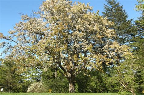 Arboretum Tree Mob: Sand Pear » Skinny in a Land of Plenty