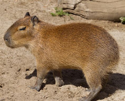 Capybara | San Diego Zoo