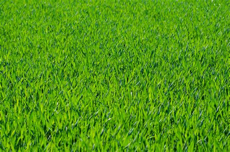 Grass Free Stock Photo - Public Domain Pictures