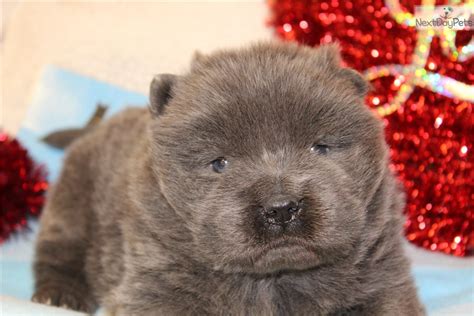 Chow Blue Male: Chow Chow puppy for sale near Omaha / Council Bluffs, Nebraska. | f6cc5ce4-6831