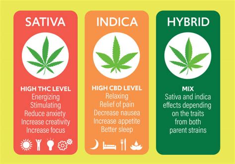 Cannabis Strains: Sativa, Indica, and Hybrid-2023 - Grassroots Cannabis ...