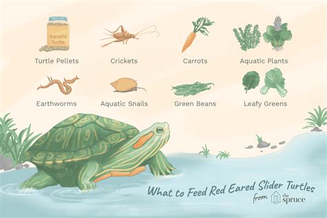 Feeding a Red Eared Slider Turtle - What Do Turtles Eat