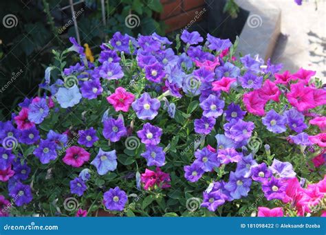 Beautiful Multicolored Petunias. Large Bouquet of Flowers. Pink and Purple Petunias Stock Photo ...