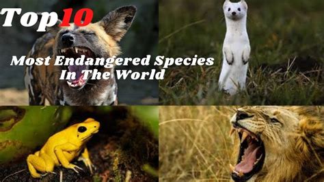 10 Most Endangered Species