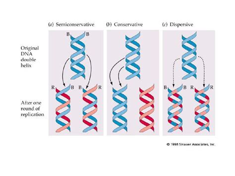 DNA - Substansi Genetika | de Biology