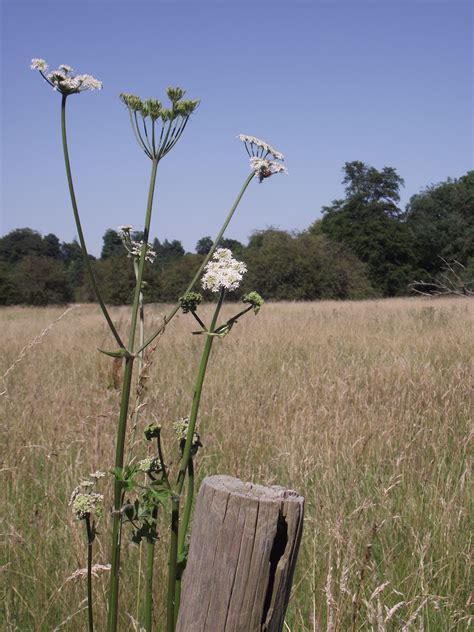 Meadowmat: bringing back our wild flowers: Mowing my meadow has ...