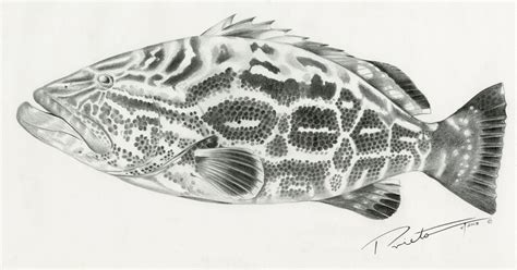 Grouper Sketch at PaintingValley.com | Explore collection of Grouper Sketch