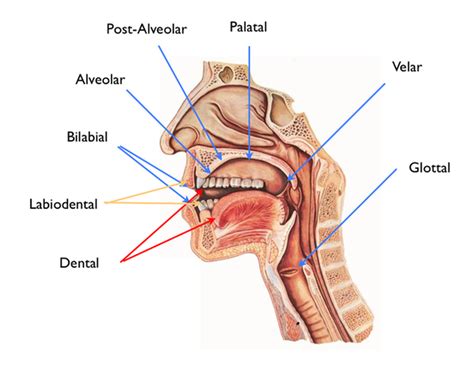 Place of Articulation | FREE Pronunciation E-Course | The Mimic Method