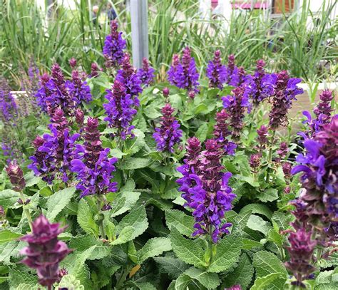 Perennial Salvia 'Blue Marvel' - Knecht's Nurseries & Landscaping