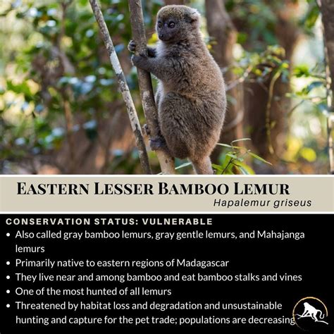 Eastern Lesser Bamboo Lemur, Hapalemur griseus