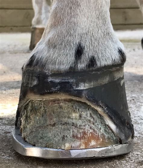 White Line Disease: Understanding the Silent Intruder of Horse Hoof Health for Horse Owners