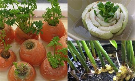 12 Vegetables You Can Grow From Scraps