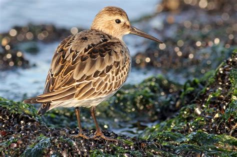 dunlin | BirdForum