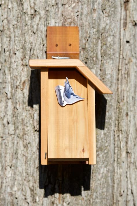 White-breasted Nuthatch Cedar Bird House | Etsy