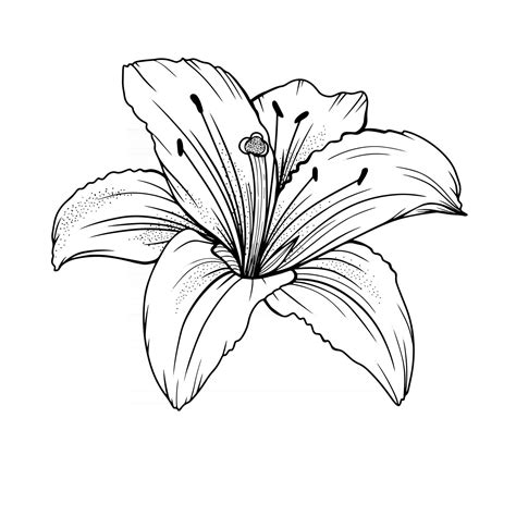 Lily Flower Outline Lilies LIne Art Line Drawing 3325128 Vector Art at Vecteezy