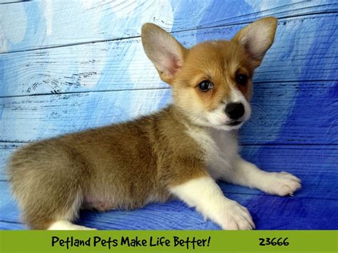 Pembroke Welsh Corgi-DOG-Female-Red and White-2826234-Petland Pets ...