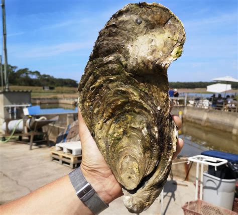 Una ostra gigante de 1,4 kilos encontrada en la costa atlántica de Francia