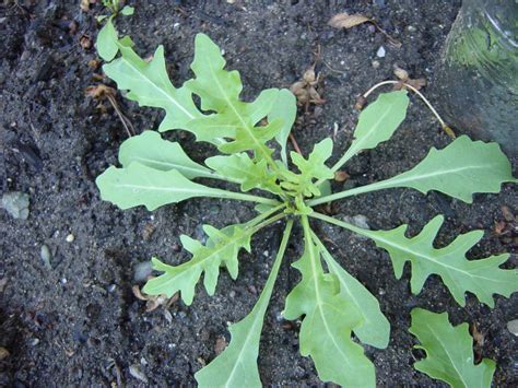 How to Grow Arugula - Garden Savvy